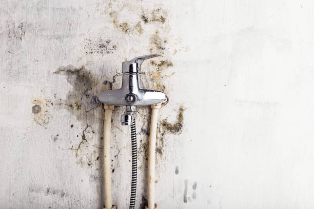 Best Black Mold Removal  in Cambridge, MN