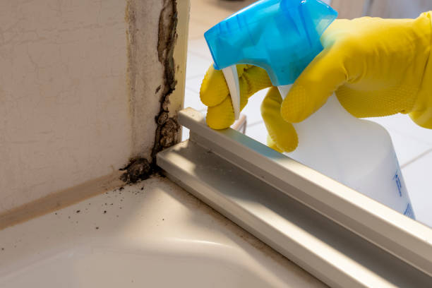 Best Attic Mold Removal  in Cambridge, MN