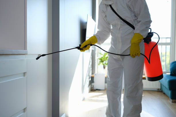 Best Mold Damage Repair  in Cambridge, MN