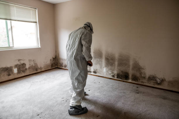 Mold Testing and Removal in Cambridge, MN